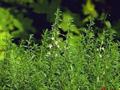 Satureia hortensis